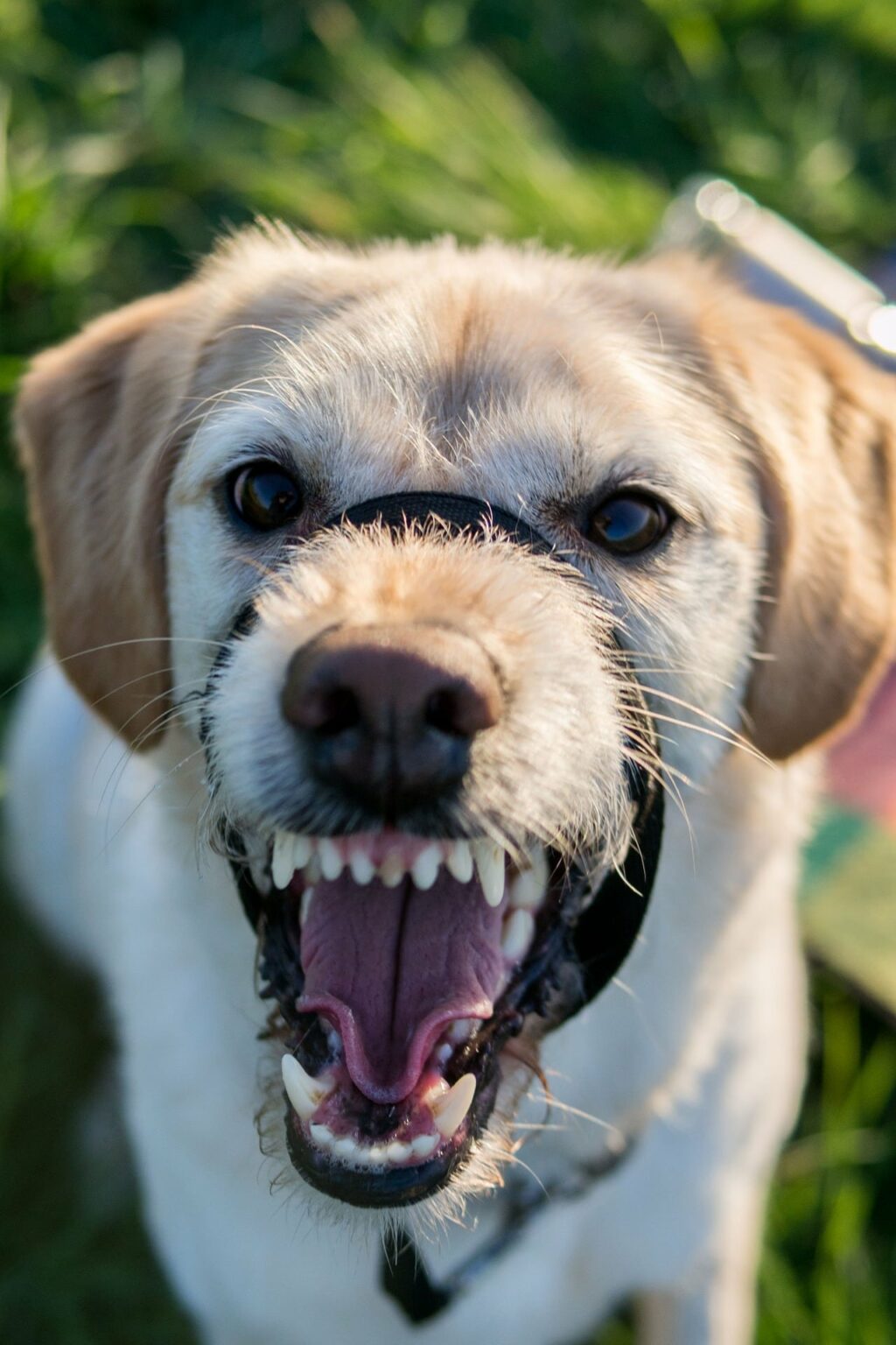 Georgia Dog Bite Laws - 5 Things to Know | Ted A. Greve & Associates 