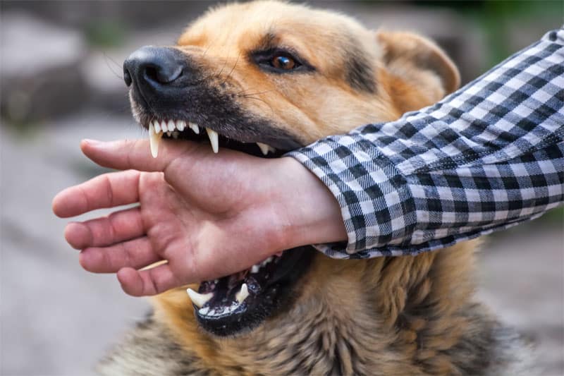 dog bite laws in Charlotte, NC