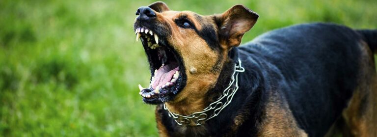 Georgia Liability Law for Dog Bites Dog Bite Attorney Augusta