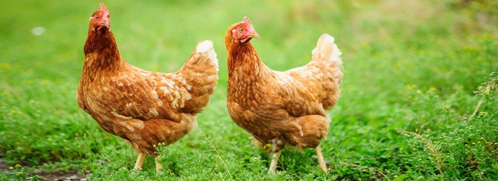 Georgia’s Poultry Workers