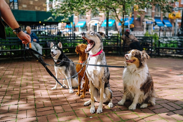 animal shelters in atlanta, ga